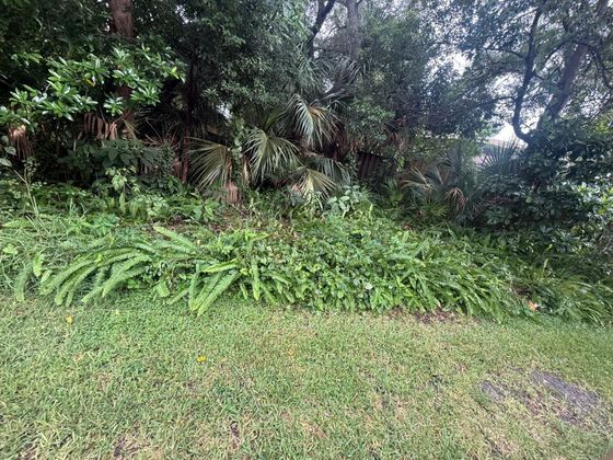 Before: ferns, palms and dense brush growing along the back of a yard.