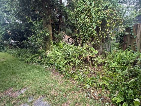 Before: vines, ferns and palmetto covering the trees and fence beside a lawn.